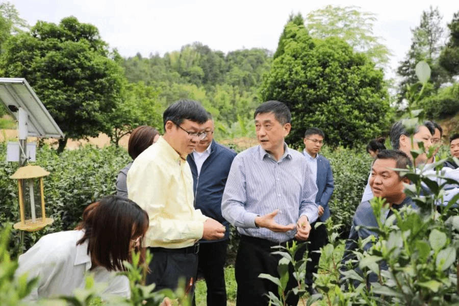 茶树生物学与资源利用国家重点实验室赴岳西县调研茶产业发展